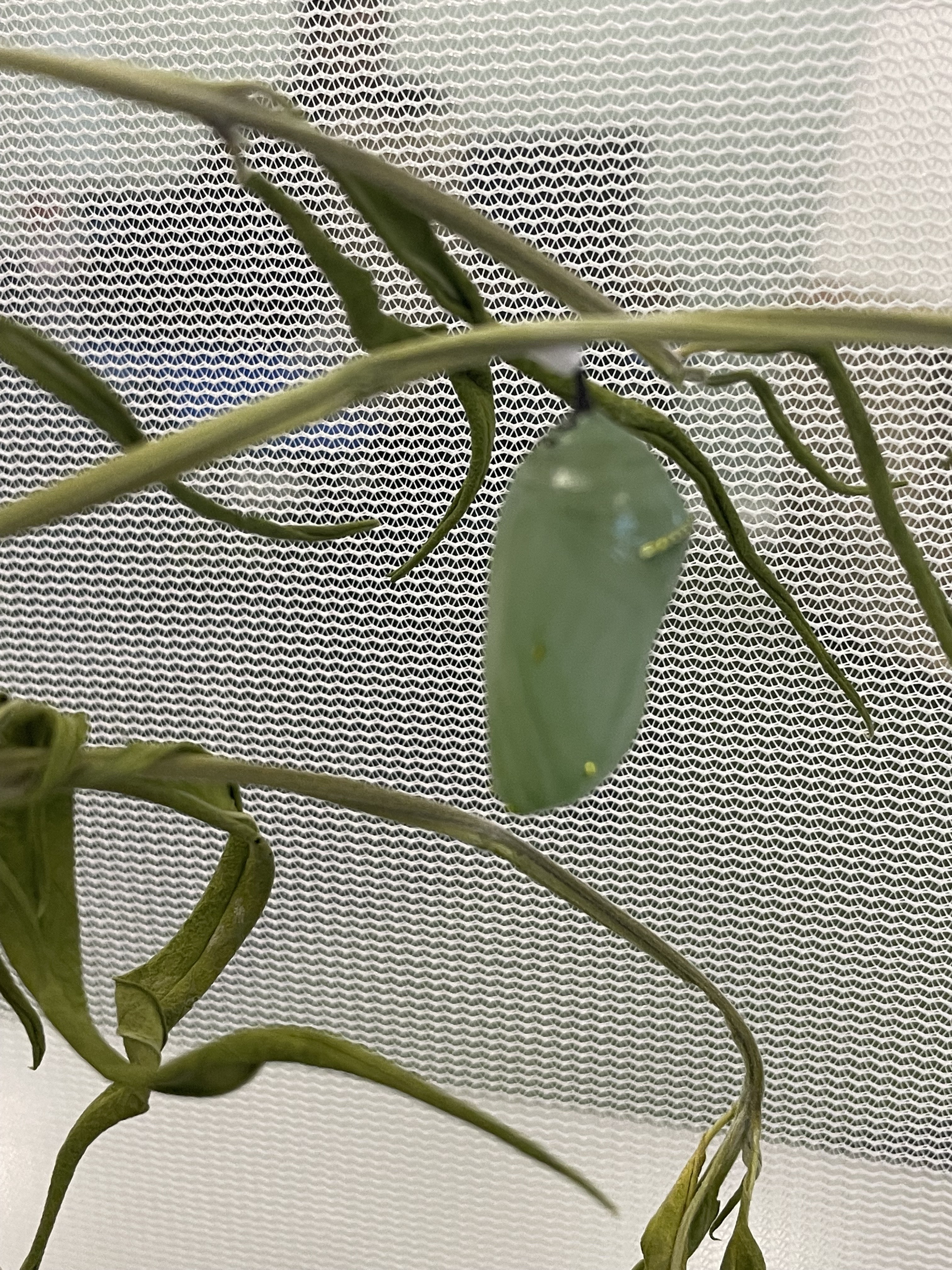/uploaded_files/media/gallery/1678929740Chrysalis 3.jpg